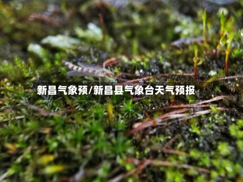 新昌气象预/新昌县气象台天气预报-第3张图片