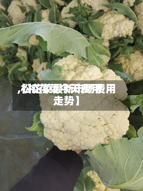 【松花菜今天费用,松花菜最新市场费用走势】