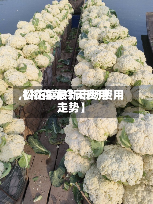 【松花菜今天费用,松花菜最新市场费用走势】-第2张图片