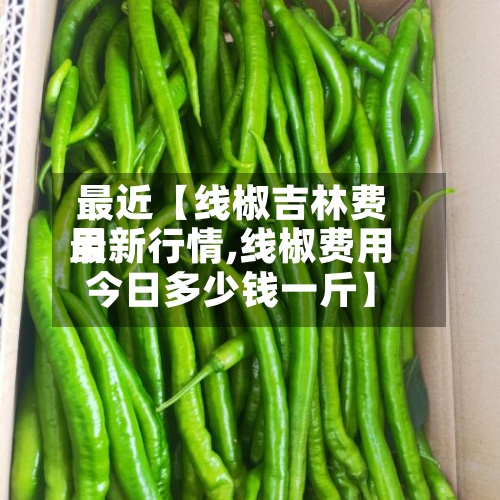 最近【线椒吉林费用最新行情,线椒费用今日多少钱一斤】