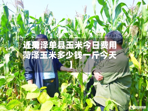近来【菏泽单县玉米今日费用菏泽玉米多少钱一斤今天】-第3张图片