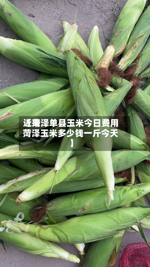 近来【菏泽单县玉米今日费用菏泽玉米多少钱一斤今天】-第2张图片