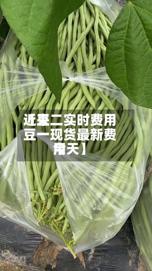 近来【豆二实时费用豆一现货最新费用今天】