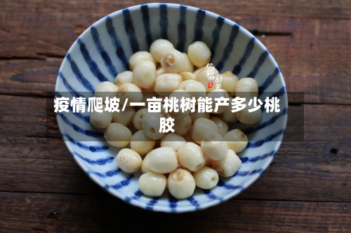 疫情爬坡/一亩桃树能产多少桃胶-第2张图片