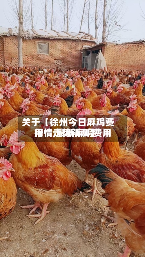 关于【徐州今日麻鸡费用行情,最新麻鸡费用行情走势预测】