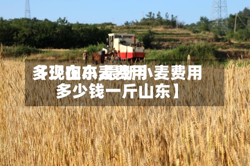 【现在小麦费用多少山东,最新小麦费用多少钱一斤山东】-第2张图片