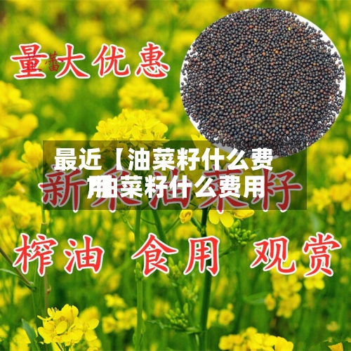 最近【油菜籽什么费用,油菜籽什么费用?】-第3张图片