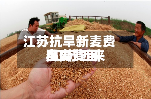 江苏抗旱新麦费用/江苏近来小麦费用多少-第2张图片