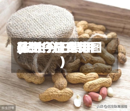 花生今日费用(花生今日费用最新行情走势图)