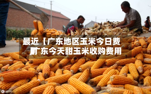 最近【广东地区玉米今日费用,广东今天甜玉米收购费用】