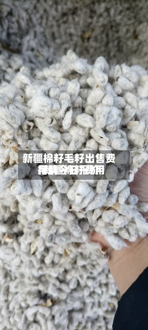 新疆棉籽毛籽出售费用/新疆棉籽费用行情今日报价-第2张图片