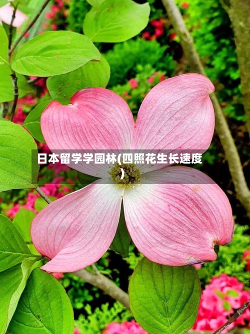 日本留学学园林(四照花生长速度)-第3张图片