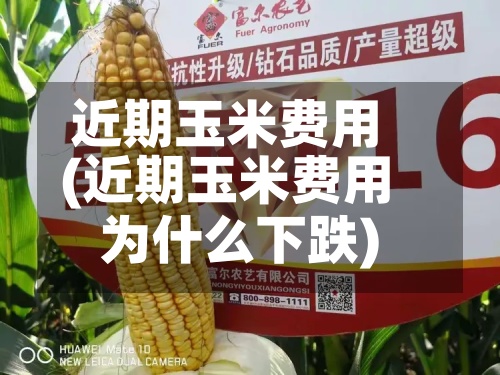 近期玉米费用(近期玉米费用为什么下跌)-第2张图片