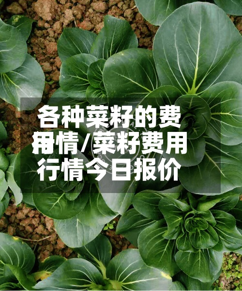 各种菜籽的费用行情/菜籽费用行情今日报价
