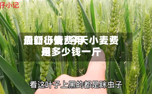 周口小麦费用最新行情/今天小麦费用是多少钱一斤-第3张图片