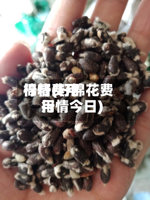 棉籽费用行情(籽棉花费用行情今日)
