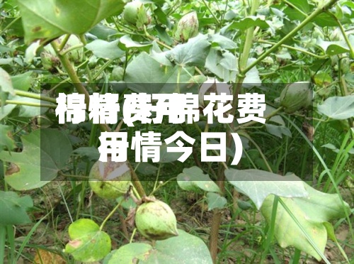 棉籽费用行情(籽棉花费用行情今日)-第3张图片