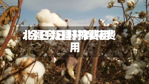 北疆今日籽棉费用/今日新疆籽棉花费用-第2张图片