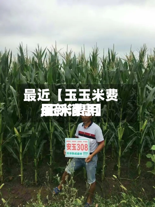 最近【玉玉米费用,玉米费用最新消息】-第2张图片