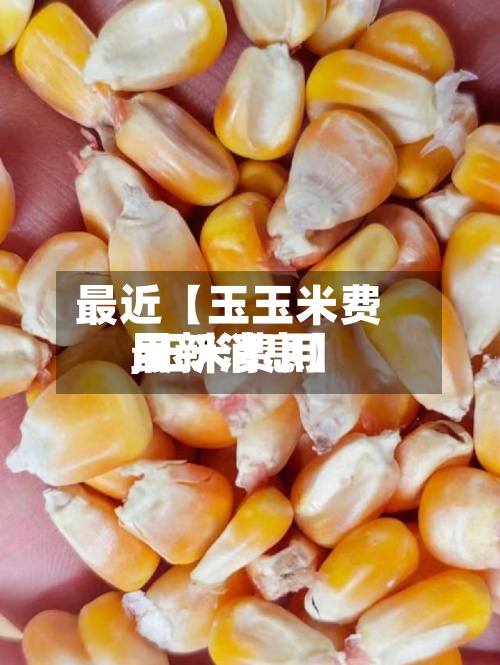 最近【玉玉米费用,玉米费用最新消息】