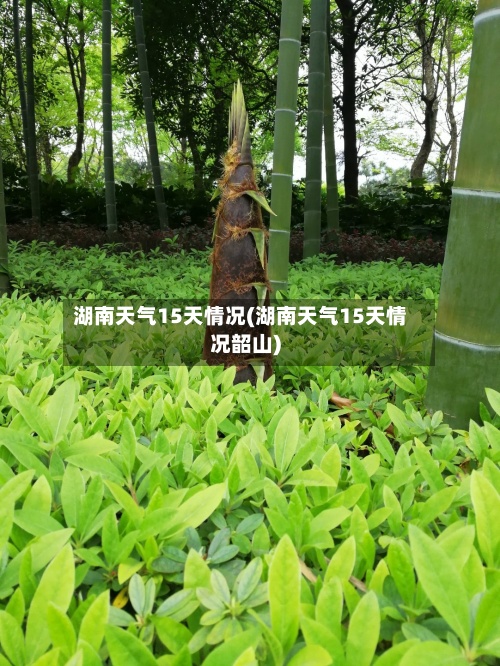 湖南天气15天情况(湖南天气15天情况韶山)-第2张图片