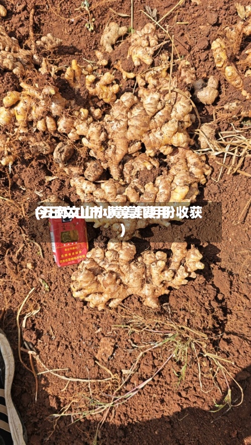 今日文山市小黄姜费用
(云南文山小黄姜几月份收获)-第3张图片