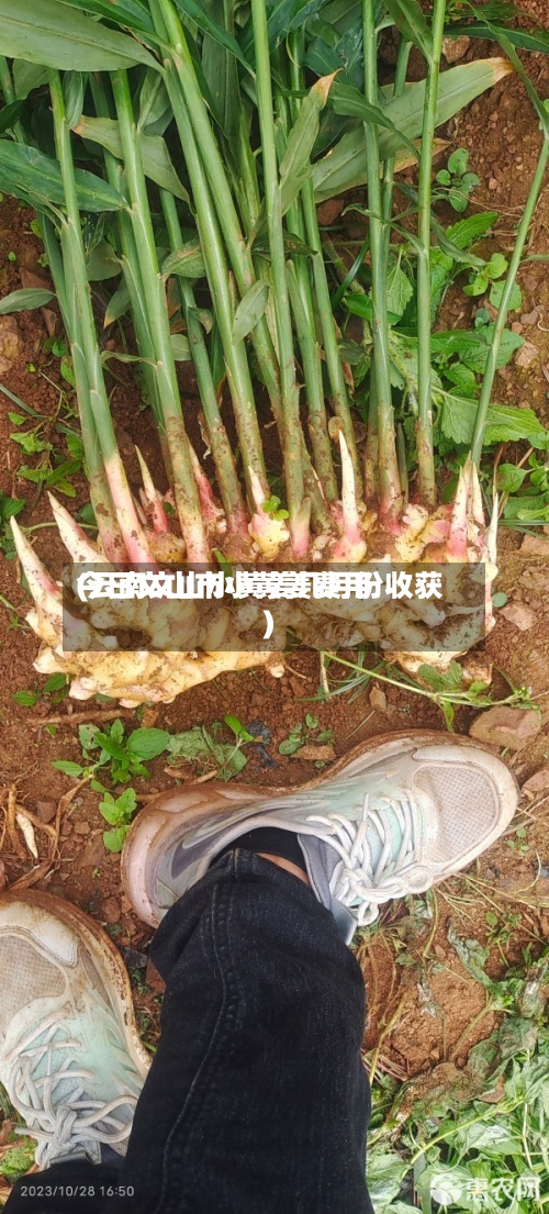 今日文山市小黄姜费用
(云南文山小黄姜几月份收获)-第2张图片