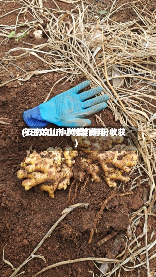 今日文山市小黄姜费用(云南文山小黄姜几月份收获)