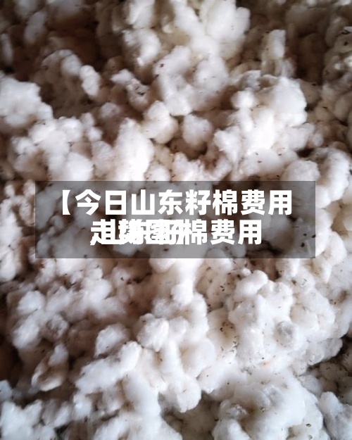 【今日山东籽棉费用,山东籽棉费用走势图】