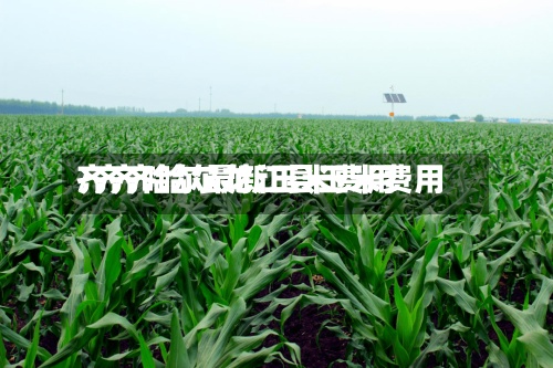 齐齐哈尔最新玉米费用/齐齐哈尔龙江县玉米费用-第3张图片