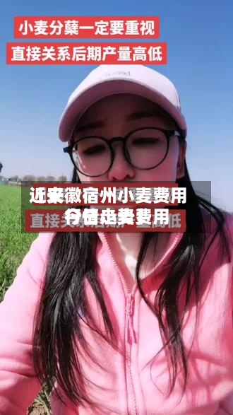 近来【安徽宿州小麦费用今日小麦费用行情走势】-第2张图片
