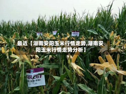 最近【湖南安阳玉米行情走势,湖南安阳玉米行情走势分析】-第2张图片