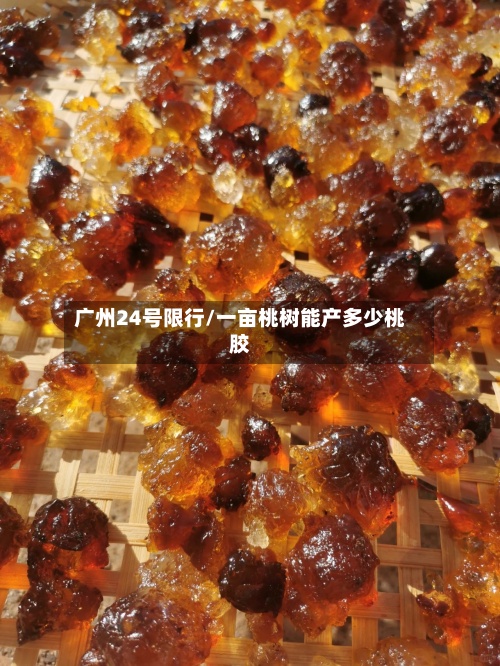 广州24号限行/一亩桃树能产多少桃胶