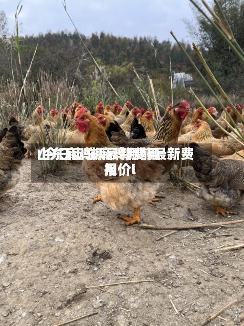 山东麻鸡棚最新费用/今日山东麻鸡棚前最新费用报价l