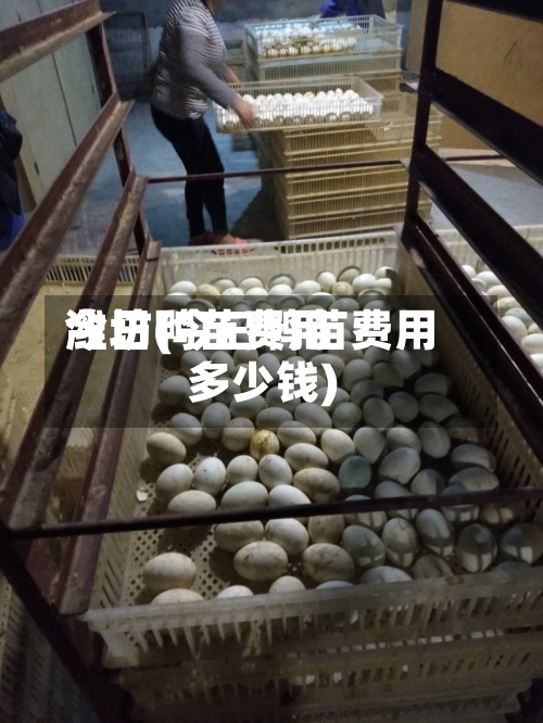 今日鸭苗费用潍坊(今曰鸭苗费用多少钱)-第2张图片