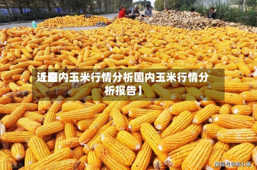 近来【国内玉米行情分析国内玉米行情分析报告】-第2张图片