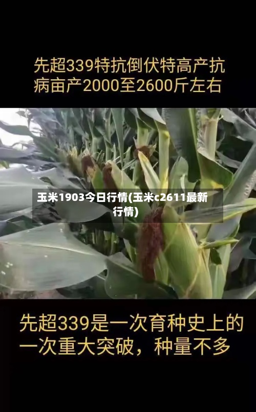 玉米1903今日行情(玉米c2611最新行情)