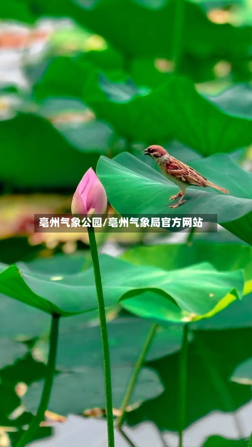 亳州气象公园/亳州气象局官方网站-第2张图片