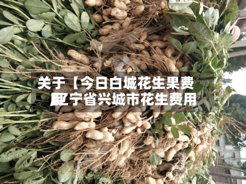 关于【今日白城花生果费用,辽宁省兴城市花生费用】-第3张图片