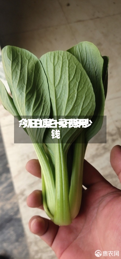 今日奶白菜费用/奶白菜一斤多少钱