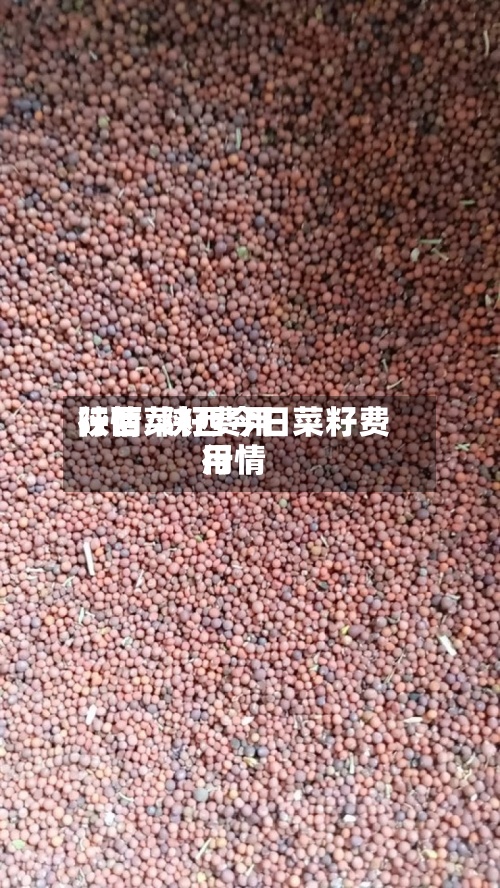 陕西菜籽费用行情/陕西今日菜籽费用行情
