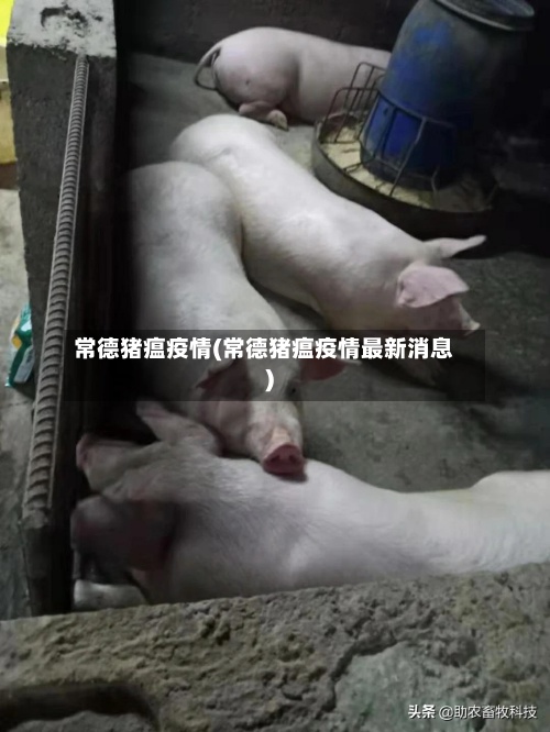 常德猪瘟疫情(常德猪瘟疫情最新消息)
