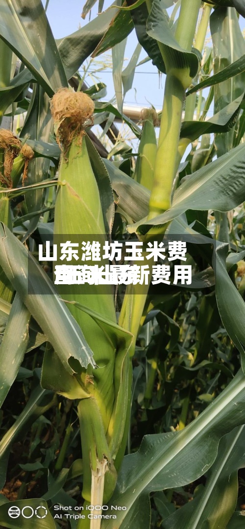 山东潍坊玉米费用/玉米最新费用查询山东