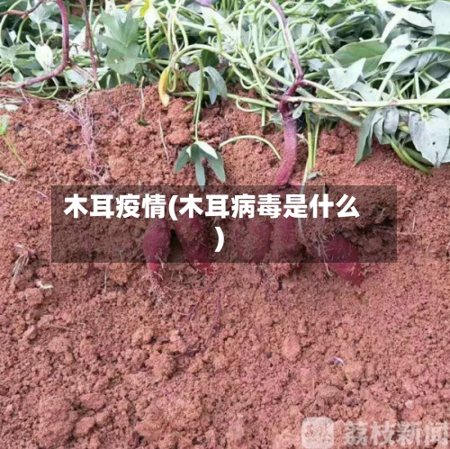 木耳疫情(木耳病毒是什么)-第2张图片