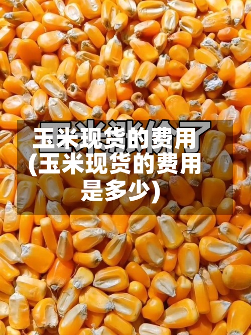 玉米现货的费用(玉米现货的费用是多少)