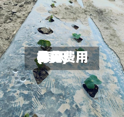 每天棉花费用(每天棉花费用多少)-第2张图片