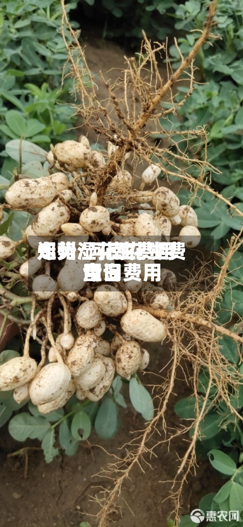 郑州湿花生费用走势/河南花生费用今日费用查询-第2张图片