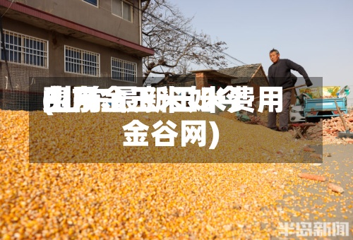 山东金玉米如今费用(山东最新玉米费用金谷网)-第2张图片