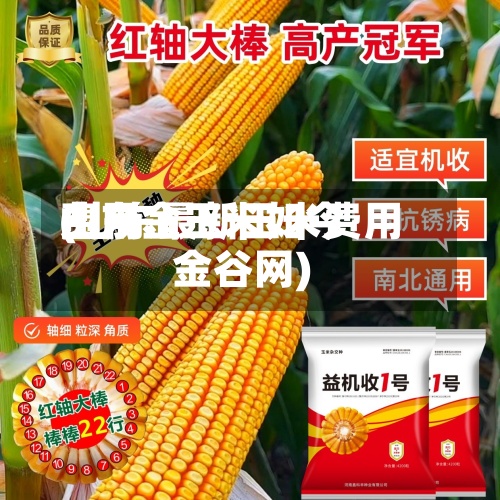 山东金玉米如今费用(山东最新玉米费用金谷网)-第3张图片