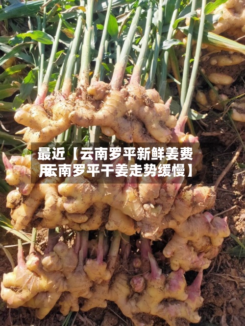 最近【云南罗平新鲜姜费用,云南罗平干姜走势缓慢】-第2张图片